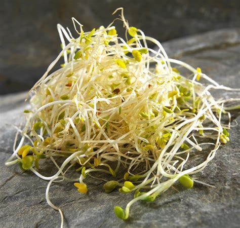 Alfalfa Sprouts - Prepared Food Photos, Inc.