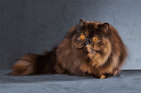 Shades of Cuteness - 13 Of The Most Attractive Brown Cat Breeds - Animal Corner