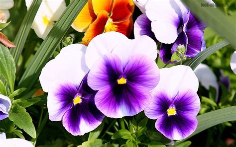 Pansy flower|Pictures of flowers