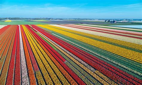 Amsterdam Tulips: How To See These Majestic Blooms