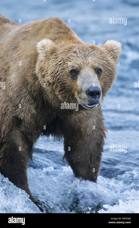 Grizzly bear standing in river Stock Photo - Alamy