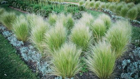 9 Prairie Grass to Elevate Your Landscaping