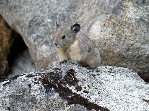 Pika | Animal, Facts, Size, & Range | Britannica