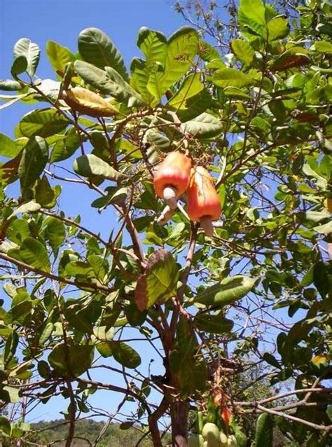 Cashew Tree: Pictures, Facts Photos On Cashew Trees