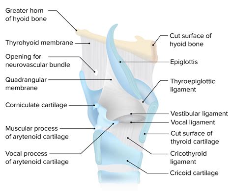 Larynx: Anatomy | Concise Medical Knowledge