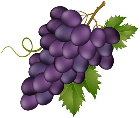 Download High Quality grape clipart Transparent PNG Images - Art Prim ...