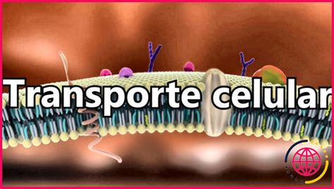 Quels sont les types de transport à travers la membrane cellulaire ? ️ ...