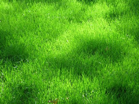 green grass texture, texture download photo, background, green grass