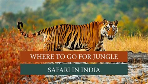 Top 7 Jungle Safari in India- Wildlife Safari in India