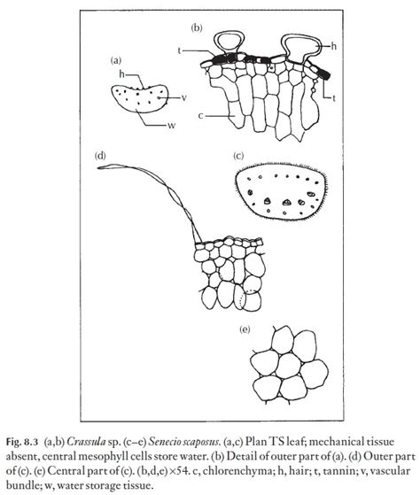 Xerophytes Adaptations