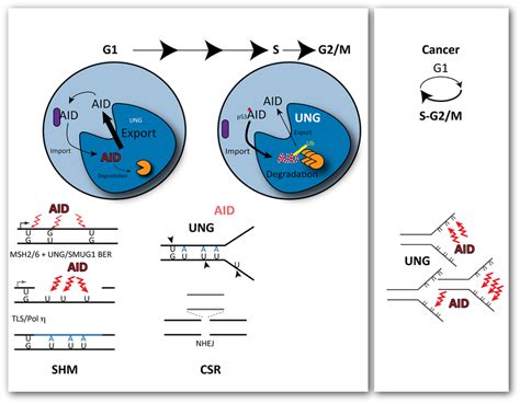 Outcomes of cytosine deamination during the cell cycle. AID is ...