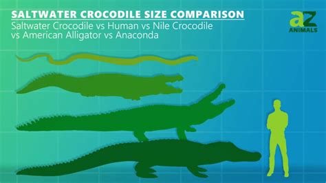 Saltwater Crocodile Size Comparison: Their Size vs. Humans - A-Z Animals