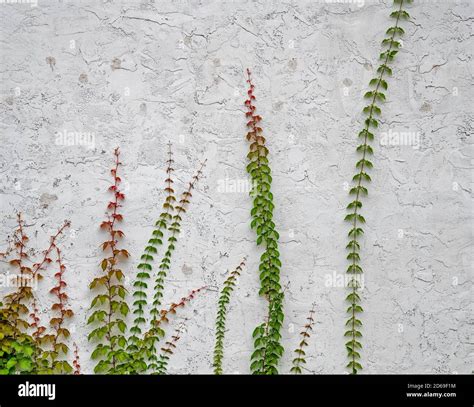 Vines Growing Up Wall Building High Resolution Stock Photography and Images - Alamy