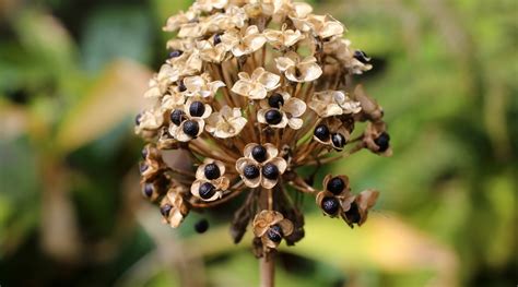 How to Plant, Grow and Care For Ornamental Allium