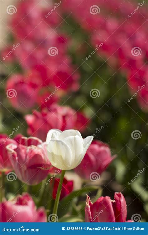 White Tulip in the Pink Tulips Stock Photo - Image of color, nature: 53638668