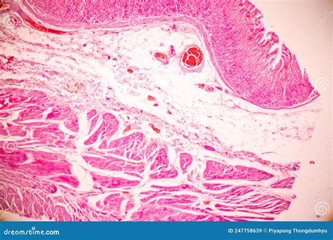 Tissue of Stomach Human Under the Microscope in Lab. Stock Image ...