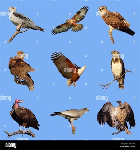 Collection of various species of African birds of prey on a blue sky ...