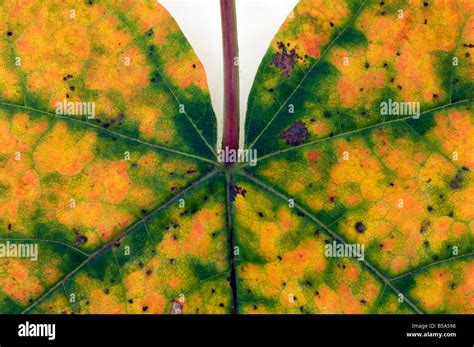 Maple leaf cut out Stock Photo - Alamy