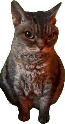 Angry Cat Meme Sticker - Angry cat meme - Discover & Share GIFs