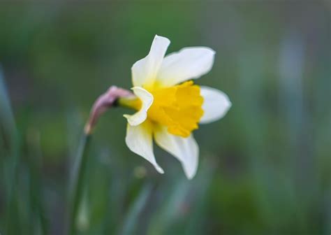 Premium Photo | White narcissus flower.