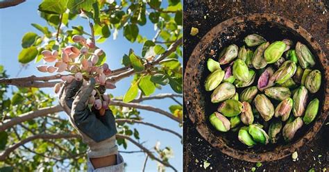 Are Pistachios Tree Nuts or Legumes? | Balcony Garden Web