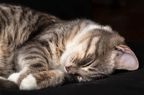 Premium Photo | Cute cat sleeping on a black couch