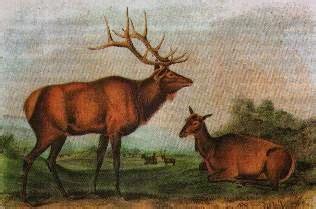 From The Wild Side: Eastern Elk: Are They Really Extinct?