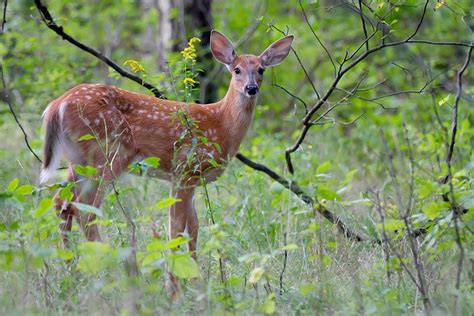 5 Absorbing Examples Of Animals And Their Habitats In Nature