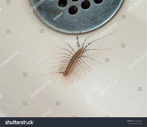 821 House centipede Images, Stock Photos & Vectors | Shutterstock