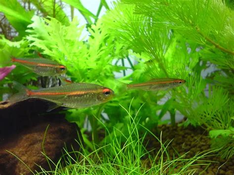 Glowlight Tetra Profile: A Beginners Guide - Care, Diet, Lifespan, Breeding