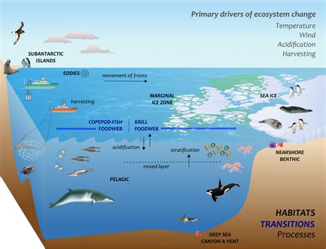 Diagram Of Marine Ecosystem