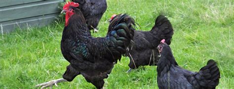 Jersey Giant Chicken: Complete Care Guide and Breed Profile