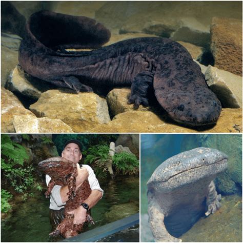 The Chinese giant salamander is the world's largest amphibian. Its average length is 1.2 metres ...