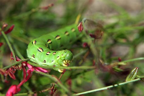 Sphinx Moth Caterpillar Photograph by Sheila Fitzgerald - Fine Art America