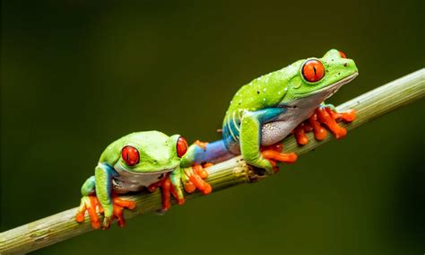 Red-eyed Tree Frog A-Z Animals, 40% OFF