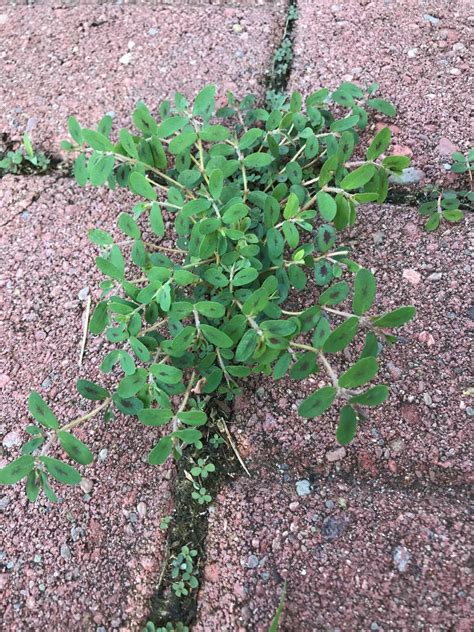 Spotted Spurge Identification and Control - Advanced Turf Solutions