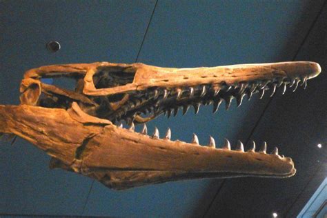 Fossilguy.com: Mosasaur Facts and Information - The Great Marine Reptiles of the Cretaceous