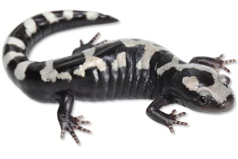 Ambystoma opacum Marbled Salamander | Herps of Arkansas