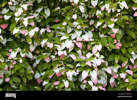 Actinidia kolomikta Stock Photo - Alamy