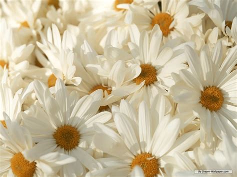 Free Cool Wallpapers: white flower hd