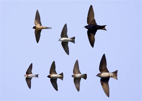 Identification of Swallows in Flight — Chicago Bird Alliance