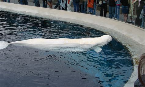 Vancouver Aquarium’s Last Beluga Whale Dies | Dolphin Project