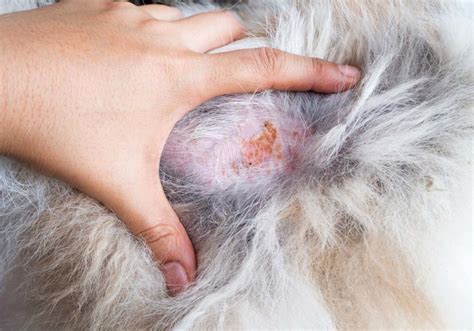 9 Common Dog Skin Problems with Pictures (Prevention and Treatment)