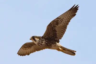 Lanner Falcon (Key Facts To Know)