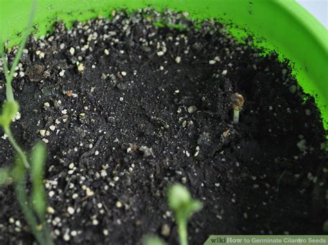 How to Germinate Cilantro Seeds: 10 Steps (with Pictures)