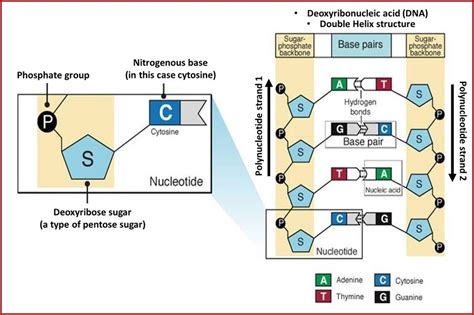 DNA structure