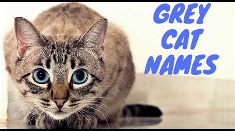 27 HQ Photos Male Cat Names Grey Tabby : 101 Terrific Tabby Cat Name Ideas For Your New Cat Or ...