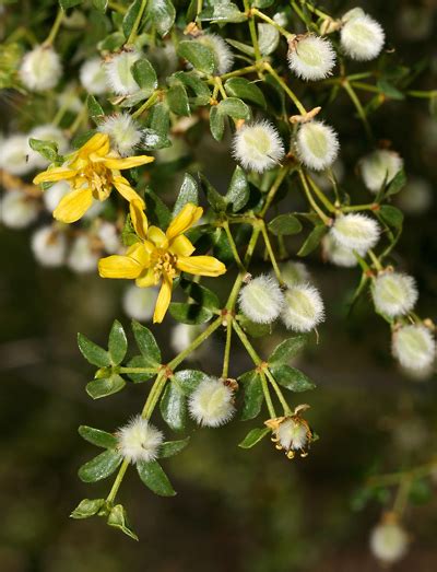 Larrea tridentata - Creosote Bush, Creosotebush - Southeastern Arizona ...