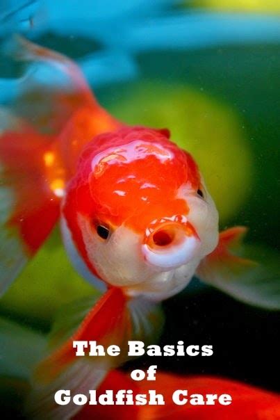 All About Women's Things: The Basics of Goldfish Care