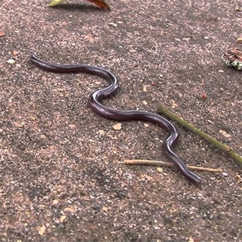 AnliKira: Western Blind Snake ( Leptotyphlops Humilis )